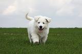 BERGER BLANC - PUPPIES 316